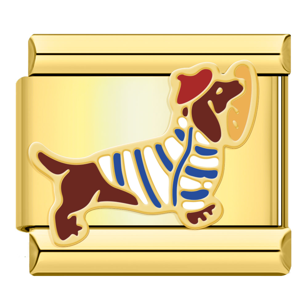 French Dachshund