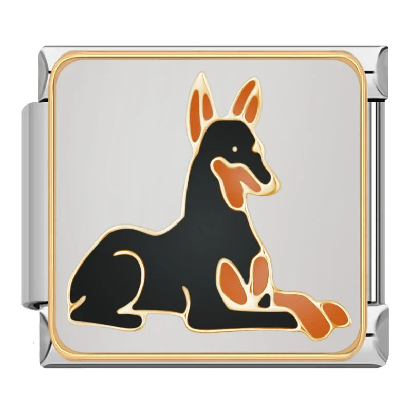 Doberman dog